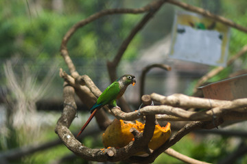 Green Parakeet parrot on branch.