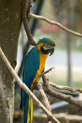 Blue yellow parrot macaw.