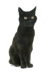old black cat