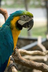 Blue yellow parrot macaw.