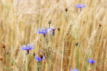 cornflowers wheat field background