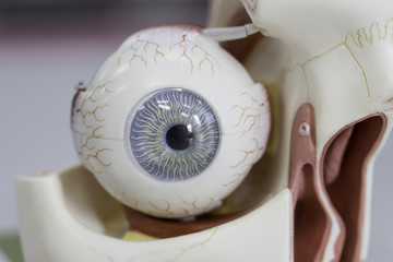 Human eye model for classroom education.	