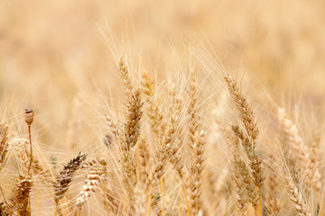 Mellow wheat field close-up