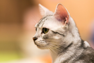 猫物語
