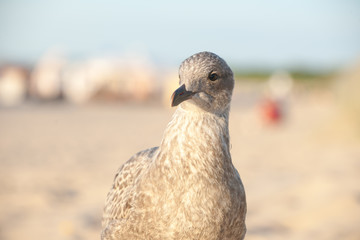 möve und sand