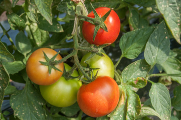 détail tomates dans une serre biologique