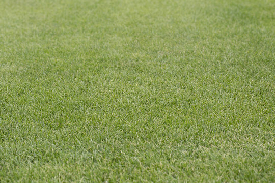 Football field grass. Abstract Texture.