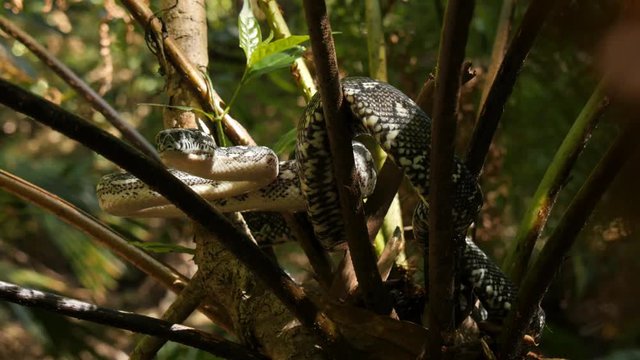 Snake reptile in rain forest Diamond Python (Morelia spilota)