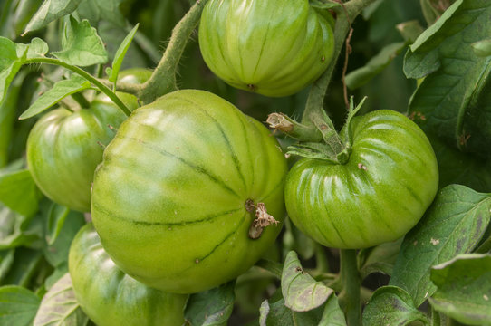 détail tomates anciennes encore vertes dans une serre biologique