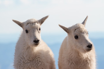 Obraz premium Wild Mountain Goats of the Colorado Rocky Mountains