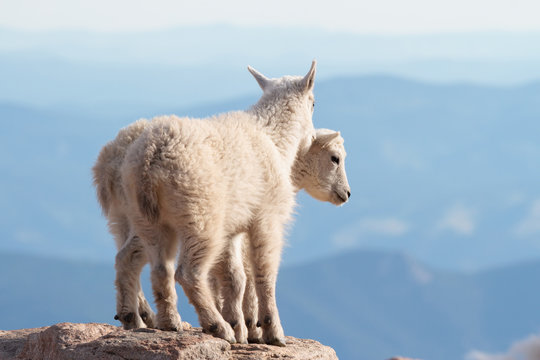 Wild Mountain Goats of the Colorado Rocky Mountains