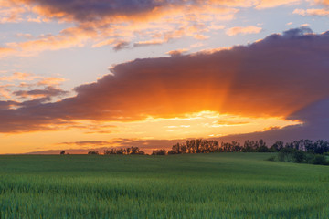 Naklejka na ściany i meble Field of wheat over summer cloudy sunset
