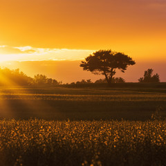 Plakat Alone tree in field over summer sunset