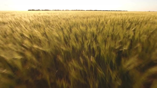 Flight over the wheat field at sunset, closeup, aerial shot