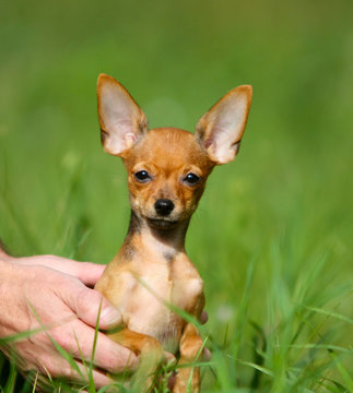 Portrait of a small red dog on a blurred green background. Male hands hold a small puppy. Smooth-haired Russian toy