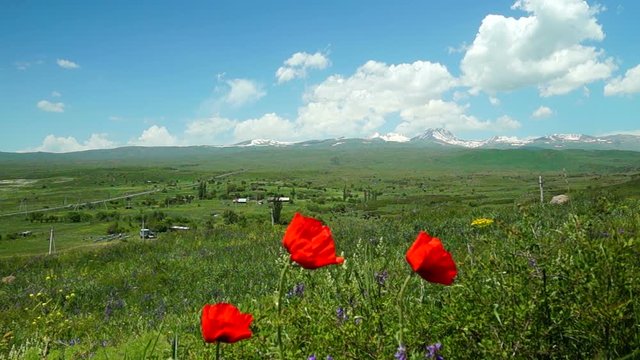 Mountains covered with snow with poppy flowers in foreground