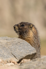 Yellow-bellied Marmot