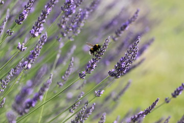 Hummel im Lavendel