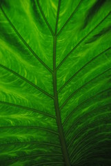 Alocasia leaf