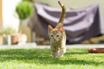 Crédence de cuisine en verre imprimé Chat cute little cat on the grass
