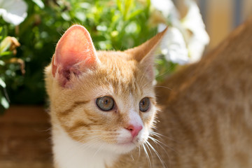 little red kitten outside
