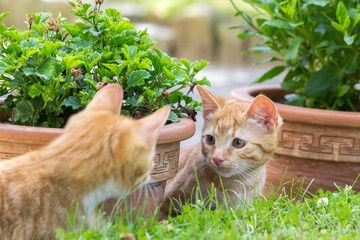 cute red kittens playing in the garden
