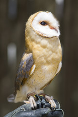 barbagianni sul guantone del falconiere