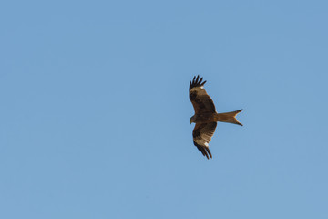Mäusebussard - Vogel am fliegen am Himmel