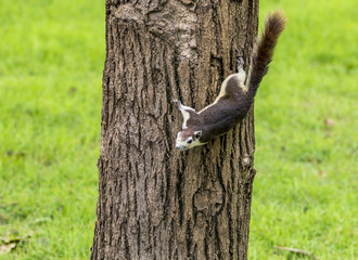 Cute squirrel