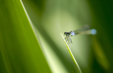 tiny blue dragonfly