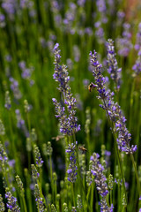 Obraz premium Lavender field with bee