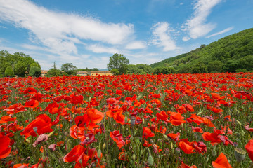 Champ de coquelicots en Provence, France.