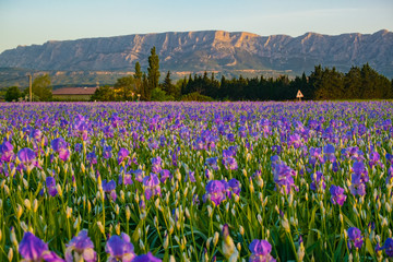 Plakat La montagne Sainte-Victore en Provence, France. Champ d'iris au premier plan. Lever de soleil.