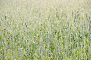 Green field of wheat.Agriculture or farmland  background