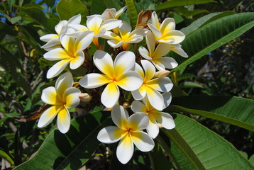 Plumeria Branch