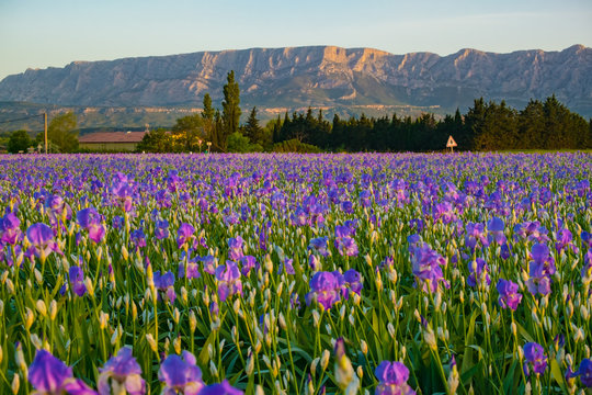 La montagne Sainte-Victore en Provence, France. Champ d'iris au premier plan. Lever de soleil. © Marina