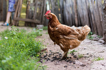 Hen in a farm yard walking on dirt, with excrements around
