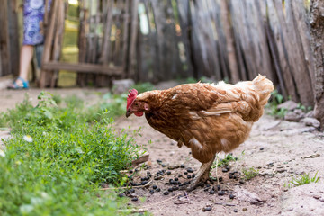 Hen in a farm yard walking on dirt, with excrements around