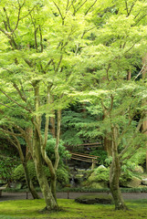Garden in Meigetsu-in temple, Japan. Green tree background.