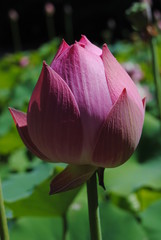 Pink loto flower