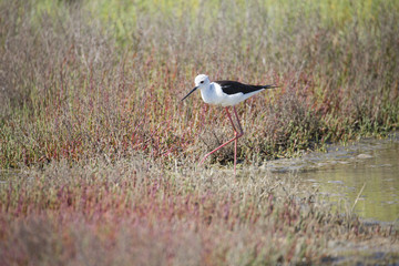 Echasse blanche dans les marais salants