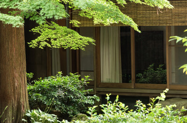 Green maple tree around traditional japanese style house