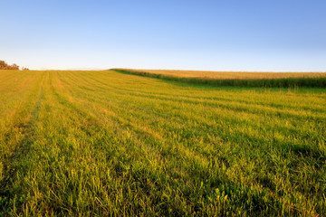 Countryside on a summer evening.