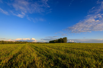 Countryside on a summer evening.