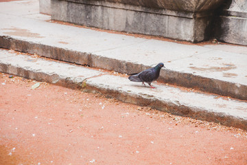 Taube auf Stufen in Lyon