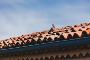 Taube auf rotem Ziegel Dach
