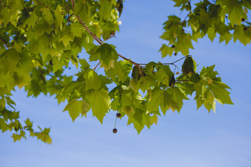 Fototapeta na wymiar Grüne Blätter Zweige vor Blauem Himmel
