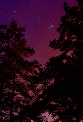 Fototapeta na wymiar Night starry sky in the forest.