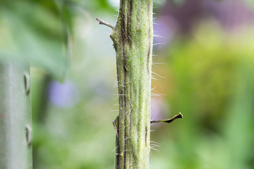 Fototapeta premium Tomato plant infected tomato spotted wilt virus also known as TSWV
