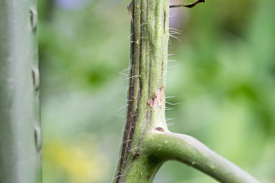 Tomato plant infected tomato spotted wilt virus also known as TSWV